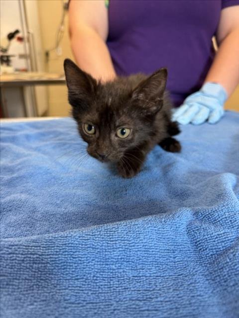 LATTE - Domestic Short Hair available for adoption