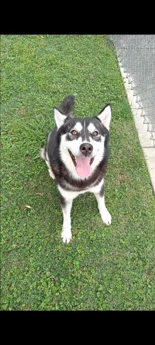 JUNO - Siberian Husky available for adoption