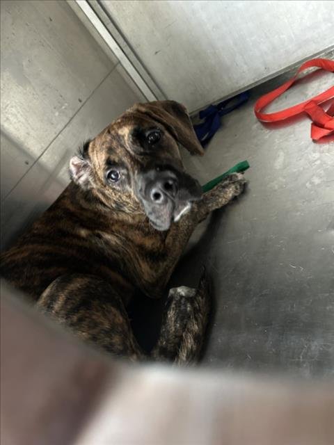 FUDGE - Pit Bull Terrier available for adoption