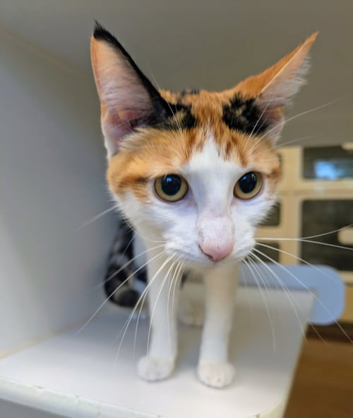 PEEP - Domestic Short Hair available for adoption