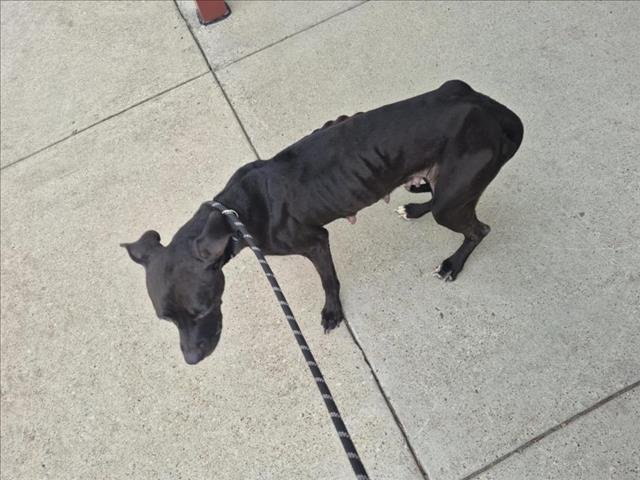 HALO - Pit Bull Terrier available for adoption