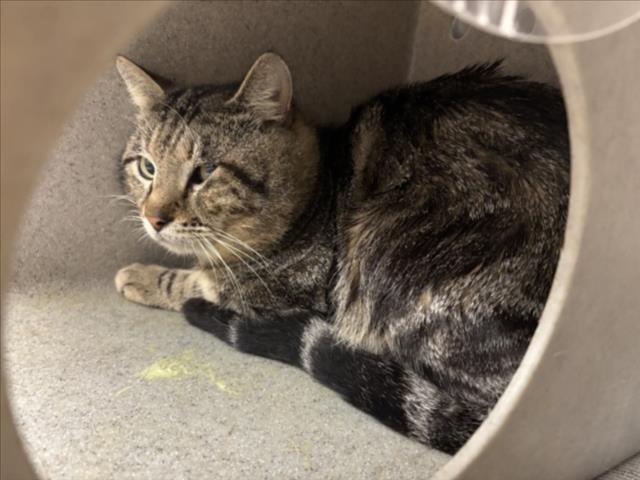 HAPPY - Domestic Short Hair available for adoption