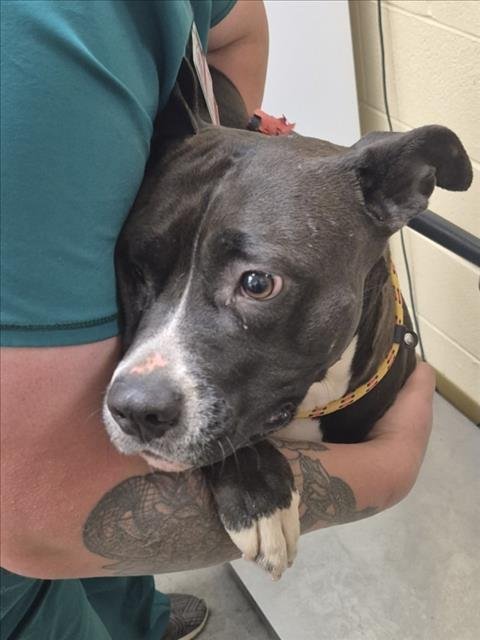 QUEENIE - Pit Bull Terrier available for adoption