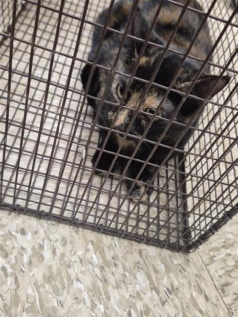 BRANDY - Domestic Short Hair available for adoption