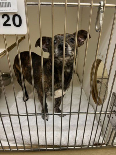 LILY - Chihuahua available for adoption