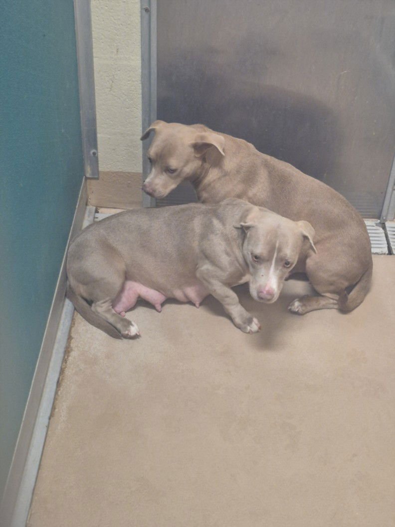 BUNNIE - Weimaraner / Dachshund available for adoption