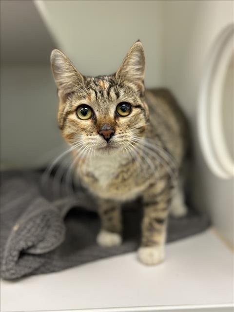 TRINITY - Domestic Short Hair available for adoption