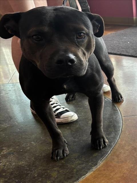 REX - Staffordshire Bull Terrier available for adoption