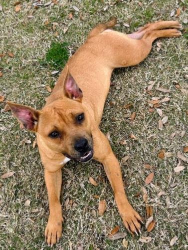 SUNNY - Black Mouth Cur available for adoption