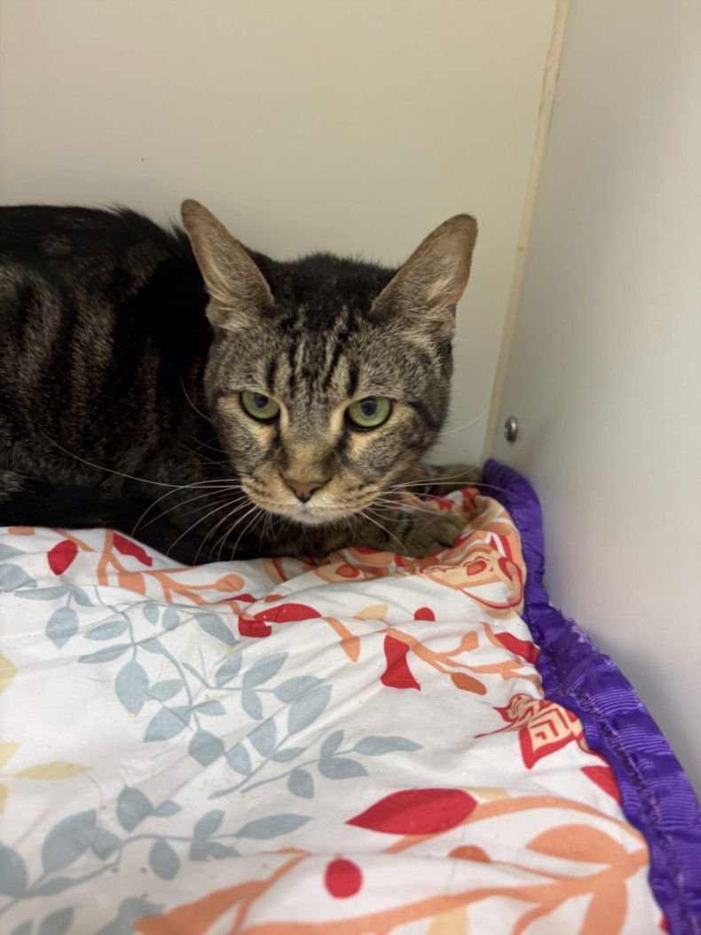 MILEY - Domestic Short Hair available for adoption