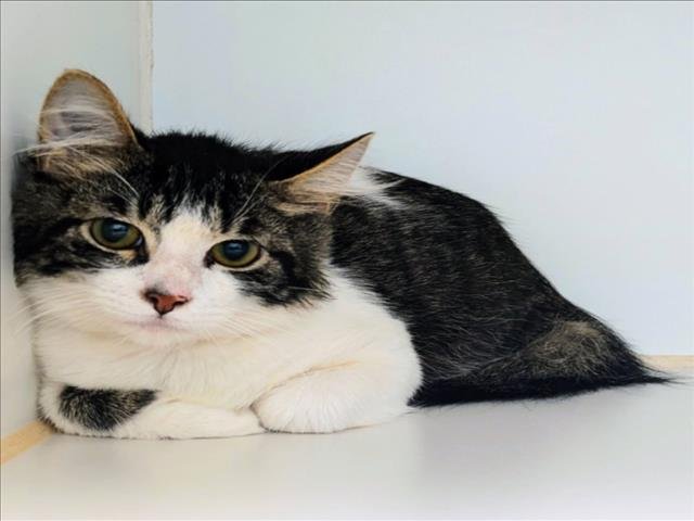 SPARROW - Domestic Medium Hair available for adoption