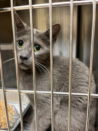 MISTY - Russian Blue available for adoption