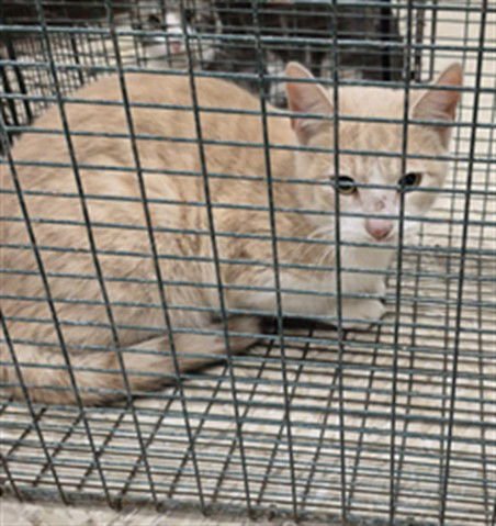 SUNKIST - Domestic Short Hair available for adoption