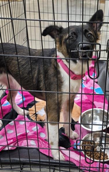 CARRIE - German Shepherd Dog available for adoption