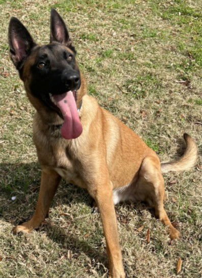 CAPTAIN - Belgian Shepherd Malinois available for adoption