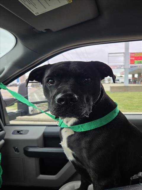 CRICKET - Staffordshire Bull Terrier available for adoption