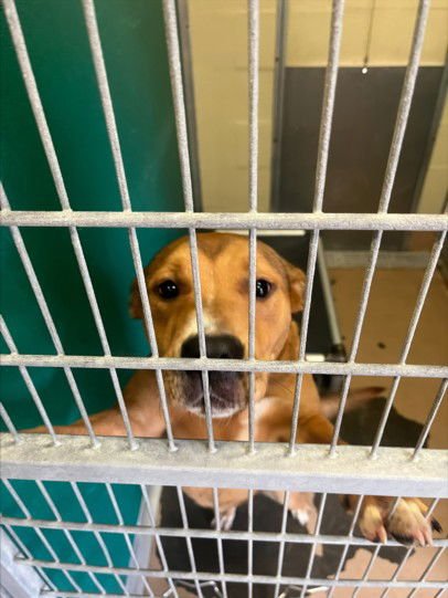 DANDELION - German Shepherd Dog available for adoption