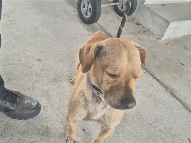 BRUISER - Dachshund available for adoption