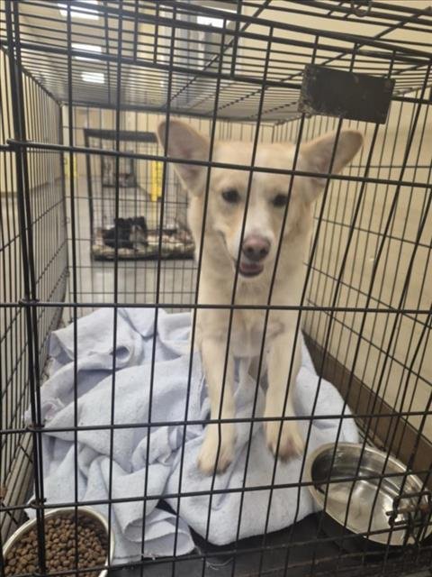 OAKLIEE - Pembroke Welsh Corgi available for adoption