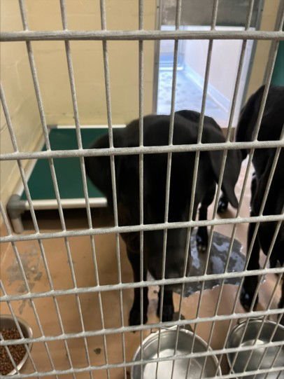 TULIP - Labrador Retriever available for adoption