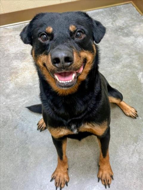 FANG - Rottweiler available for adoption