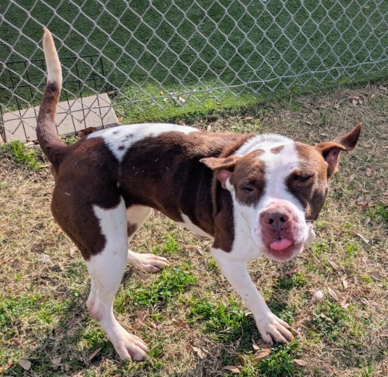 BITZY - Pit Bull Terrier available for adoption