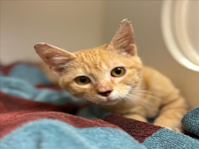 TAFFY - Domestic Short Hair available for adoption