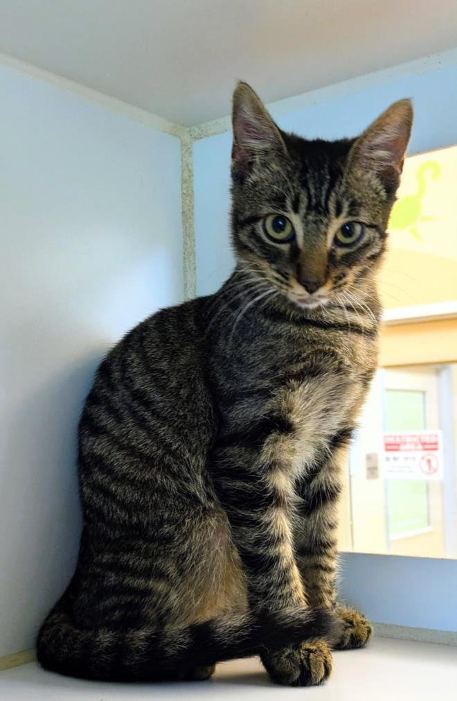 WINX - Domestic Short Hair available for adoption