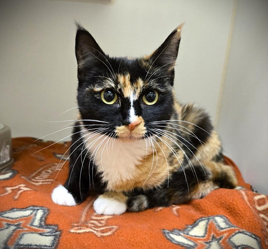 COLEEN - Domestic Short Hair available for adoption