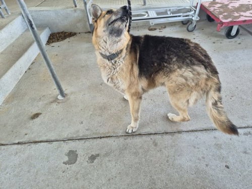 DAKOTA - German Shepherd Dog available for adoption