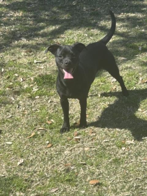 DORY - Chihuahua available for adoption