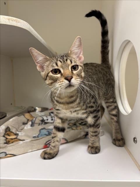 SPICE - Domestic Short Hair available for adoption