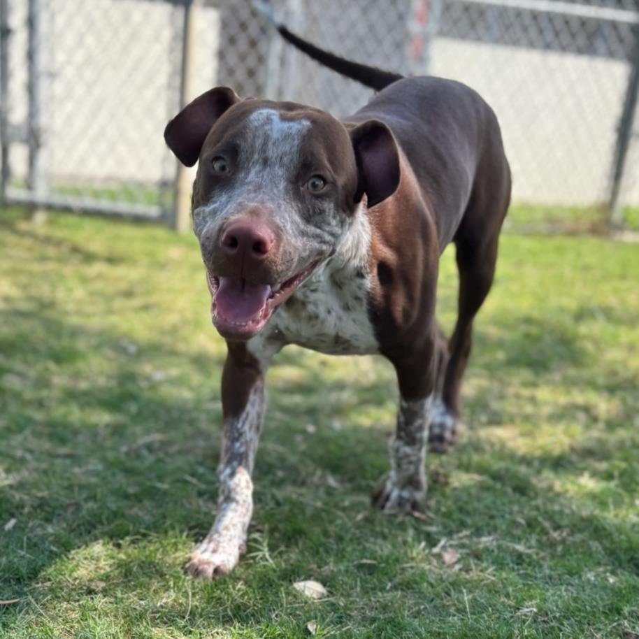 BRAZIL - German Shorthaired Pointer / Staffordshire Bull Terrier available for adoption