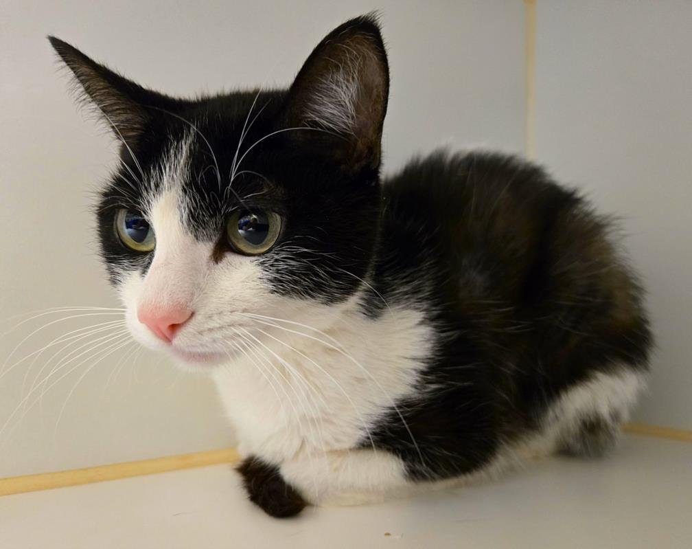 A042818 - Domestic Short Hair available for adoption