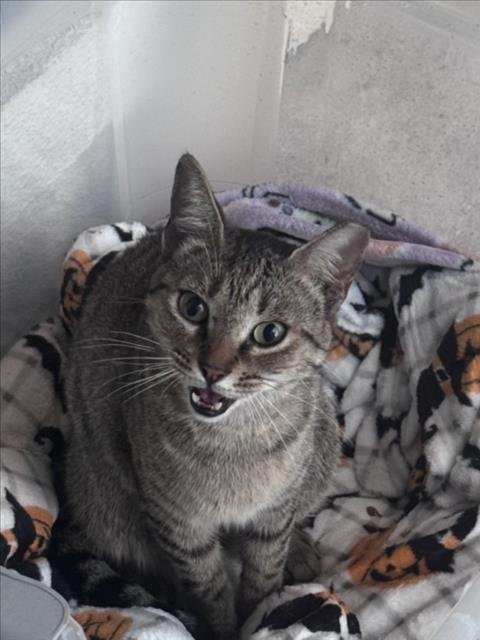 JINX - Domestic Short Hair available for adoption