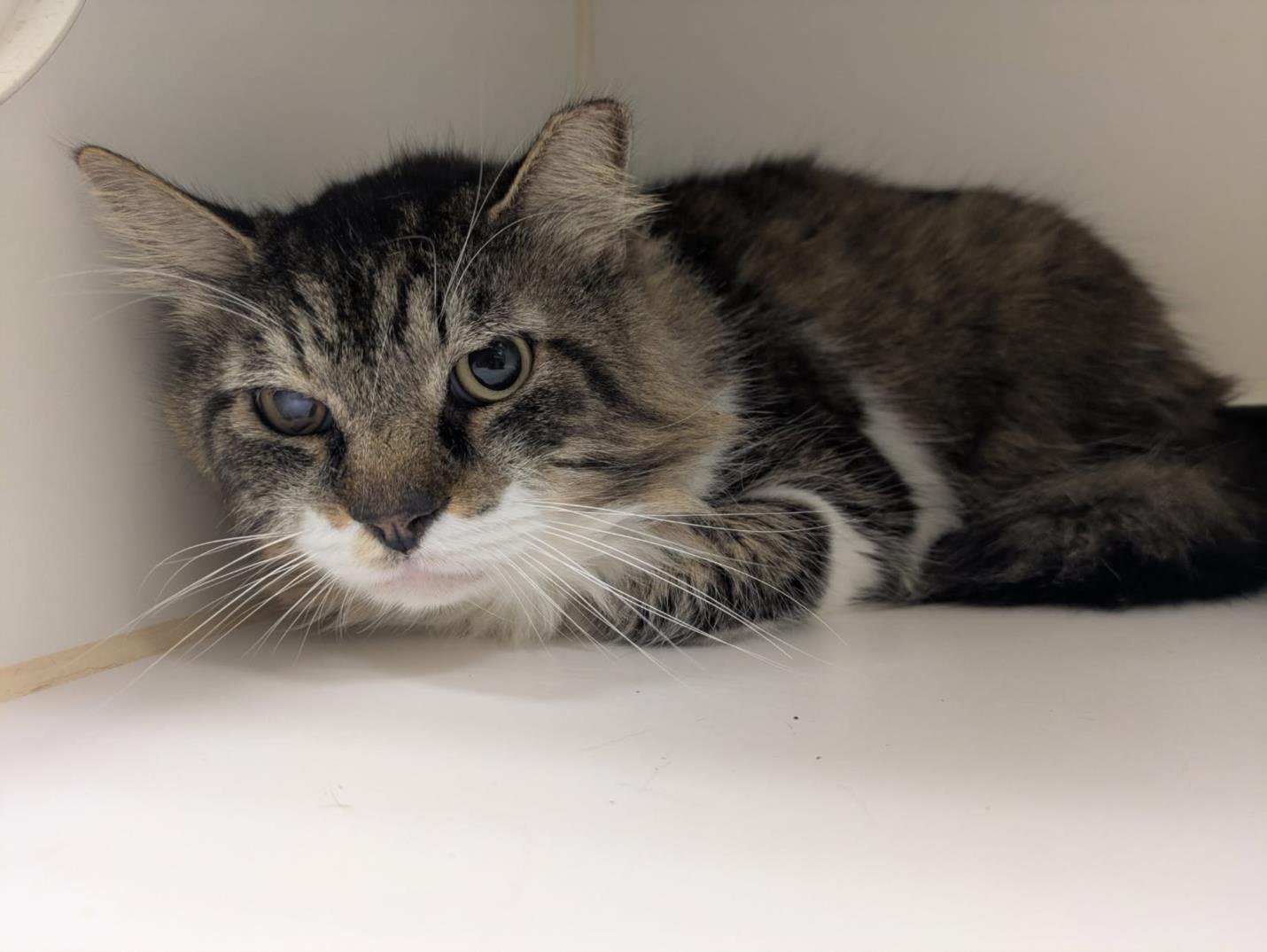 BEAR - Domestic Medium Hair available for adoption