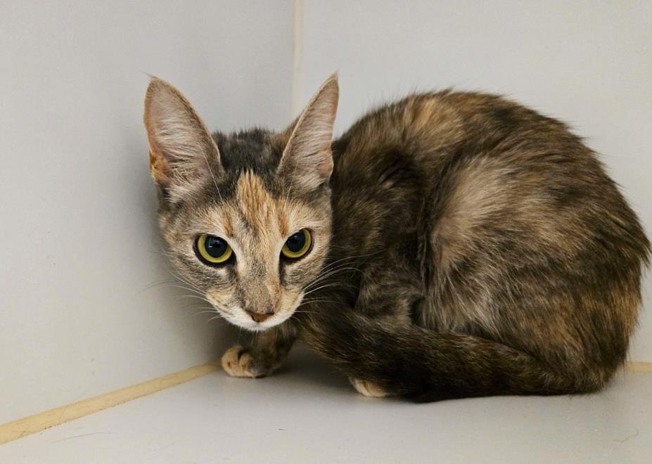 A042819 - Domestic Short Hair available for adoption