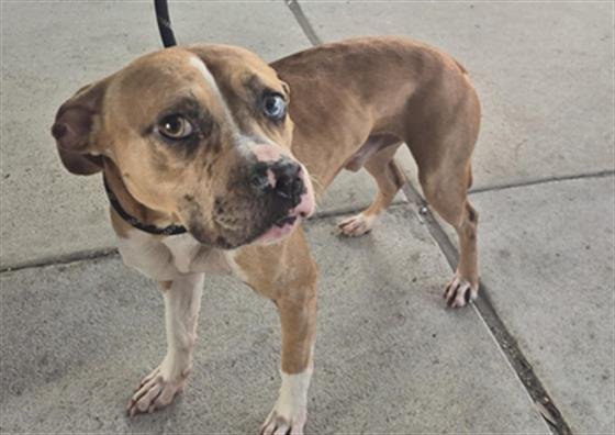 SIMBA - Boxer available for adoption