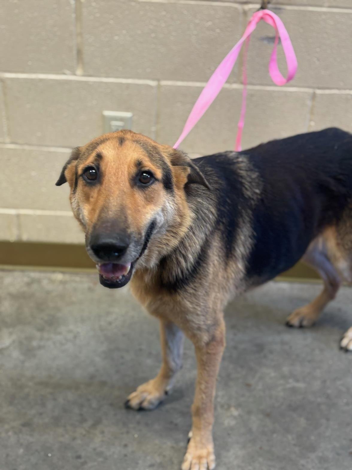 HUTCH - German Shepherd Dog available for adoption