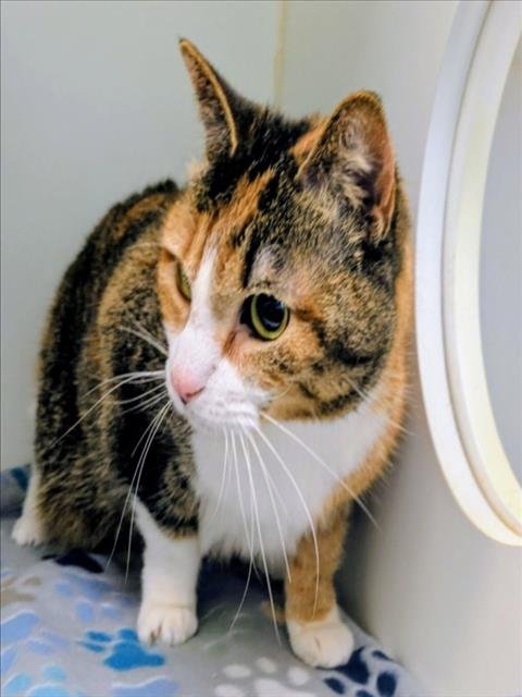 GLENDA - Domestic Short Hair available for adoption