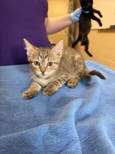 SPICE - Domestic Short Hair available for adoption