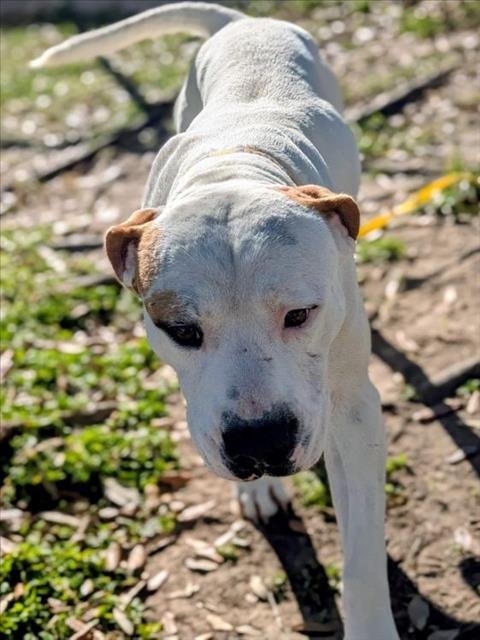 JASPER - Pit Bull Terrier available for adoption
