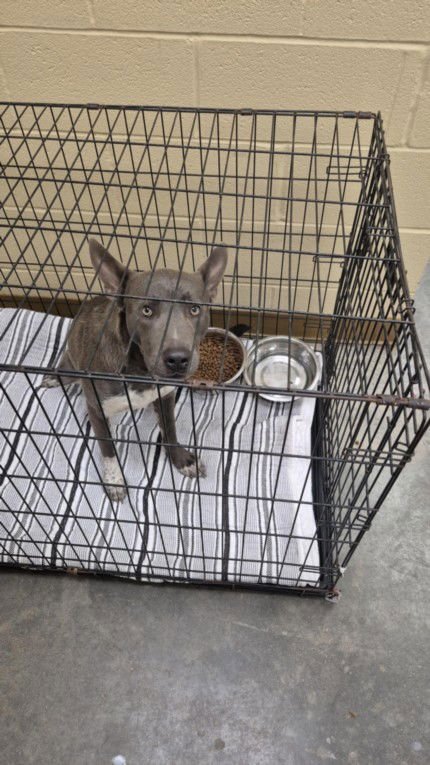 CINDER - Pit Bull Terrier available for adoption