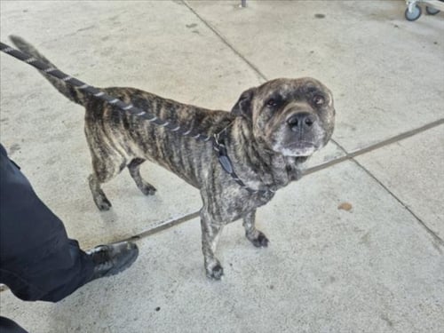 BOUDREAUX - Staffordshire Bull Terrier available for adoption