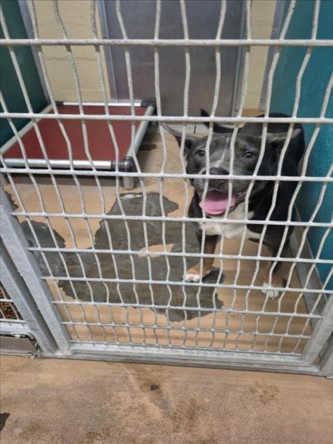 SHAMROCK - Pit Bull Terrier available for adoption