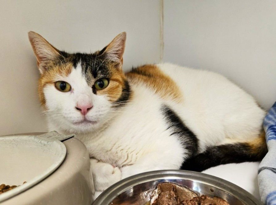 KATHLEEN - Domestic Short Hair available for adoption