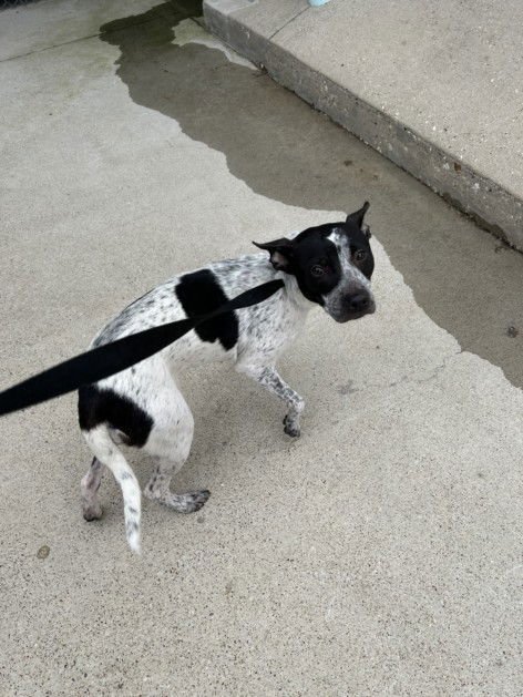 PICKLE - Australian Cattle Dog/Blue Heeler available for adoption