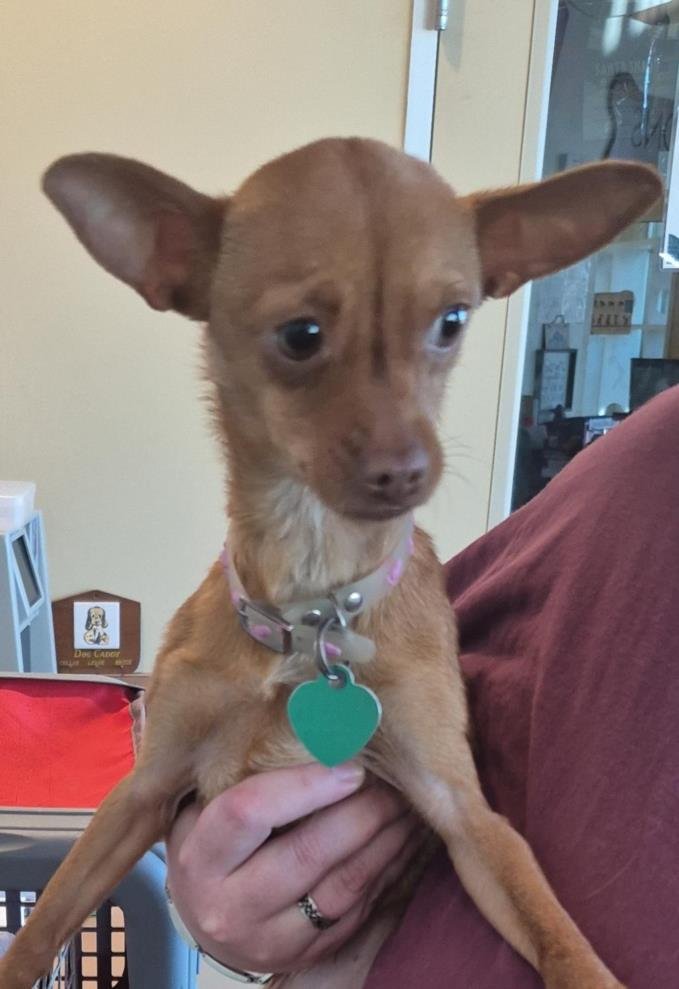 ROUGAROU - Chihuahua available for adoption