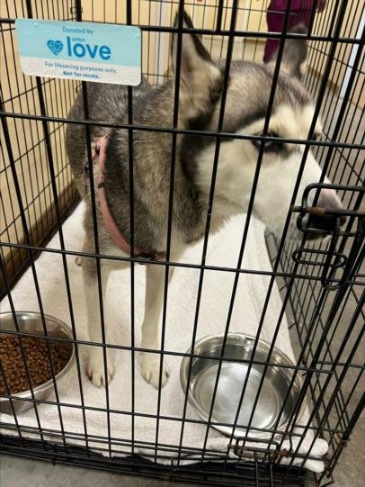 LYRA - Siberian Husky available for adoption