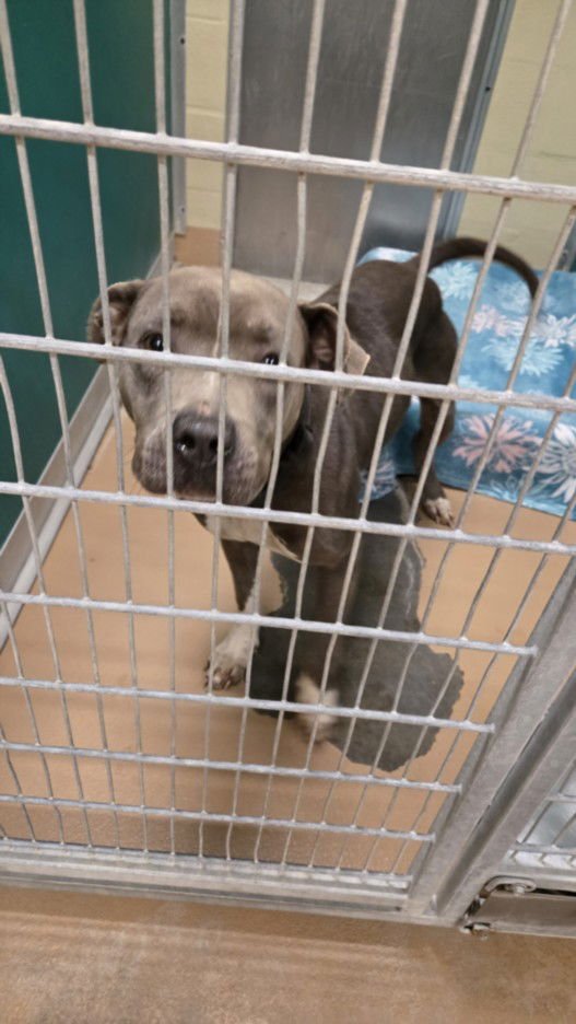 RIVER - Pit Bull Terrier available for adoption